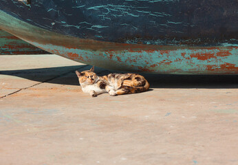Stray street cat resting in the sun at Essaouira fishing port, Morocco, under a traditional blue fishing boat in summer, a peaceful moment, local culture, authentic adventure travel scene.