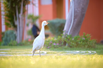 Obraz premium White cattle egret wild bird, also known as Bubulcus ibis walking on green lawn in summer