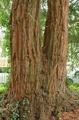 Big Yew tree trunk close up
