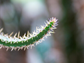 Cactus espinas