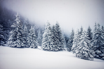  snowy winter landscape