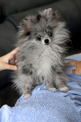 pomerania