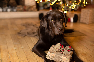 perro navideño © anna