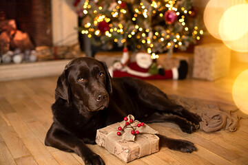 perro navideño