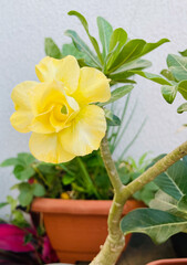 Flores e plantas naturais