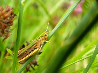 Hopper cricket on leaf