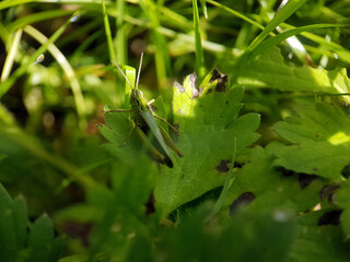 Hopper cricket on leaf