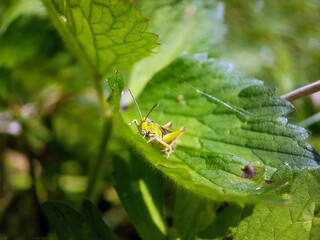 Hopper cricket on leaf