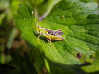 Hopper cricket on leaf