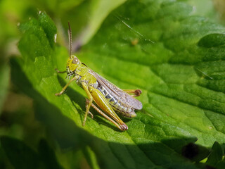 Hopper cricket on leaf