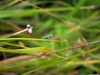 Hopper cricket on leaf