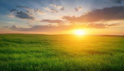 summer landscape field with green grass and horizon textured sunset sky sun