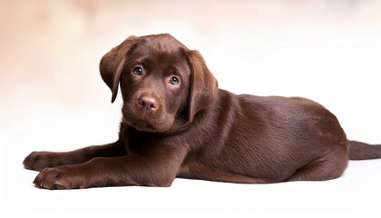 chocolate labrador retriever puppy