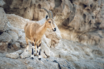 Beautiful Nubian ibex on a mountain in Negev desert in Israel