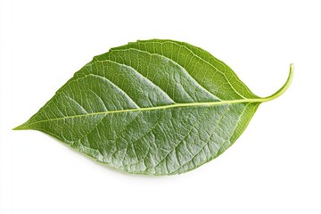 Obraz premium Fresh Green Leaf on White Background. Eco Botanical Element in Macro Close-Up