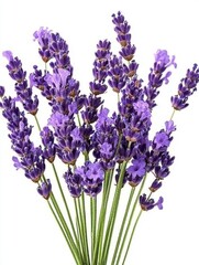 Fototapeta premium Stunning Lavender Bouquet