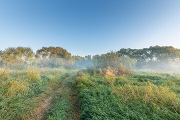 A field with trees and grass, and a foggy mist in the air