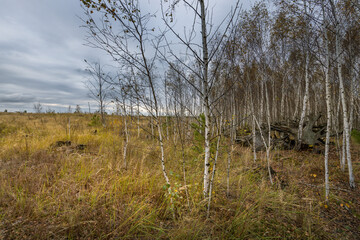 A field of trees with a cloudy sky in the background