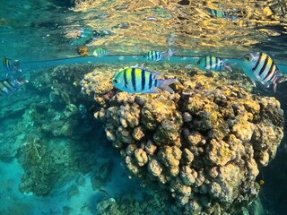 Colorful tropical fish (Sergeant Major) swimming in the shallow water. Shallow coral reef and fish,...