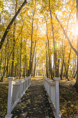A white wooden bridge over a path in a forest with leaves on the ground