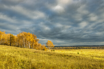 Obraz premium A field of grass with trees in the background