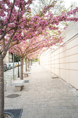 Street with a row of pink cherry trees lining the sidewalk