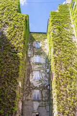 Building covered in green ivy