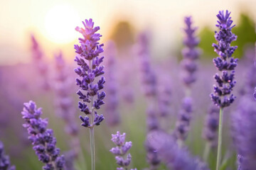 Obraz premium Serene close-up of blooming lavender flowers at sunset, with soft purple tones and gentle bokeh effect in background. For projects of relaxation, nature, or aromatherapy, and botanical-themed designs