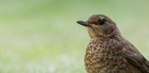 close up of female blackbird Turdus merula showing Ixodes frontalis, the passerine tick on the side of its head