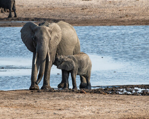 Baby Elephant Nursing by a Lake