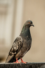 close up of a pigeon