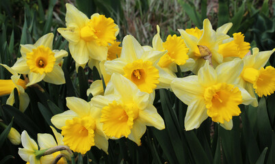 Fototapeta premium Narcissus (daffodils) bloom in the flowerbed.