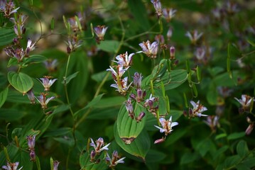 Toad lily (Tricyrtis hirta) flowers. A perennial plant of Liliaceae endemic to Japan. Purple-spotted flowers bloom upward from August to October.