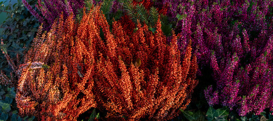 close up of colorful plants 