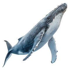 Majestic humpback whale isolated on a transparent background, png
