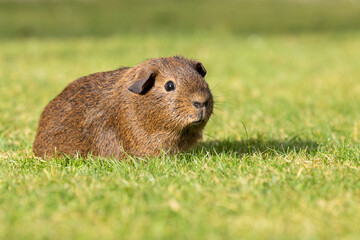 brown guinea pig 