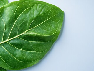 Obraz premium Closeup of Lush Green Leaf