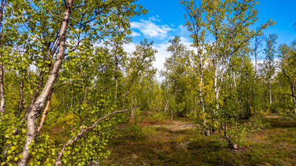Arctic borealis birch deep forest in autumn during beautiful day represents beautiful and fragile nordic nature and wilderness of the northern Lapland in Sweden
