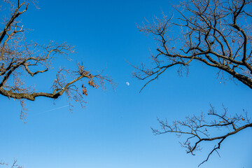 The branches of two trees are parted, and in the middle, there is a small moon.