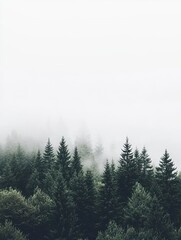 Misty Forest Scene
