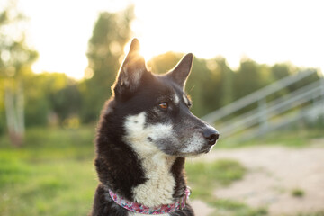 Portrait of a dog against the background of green bushes in summer