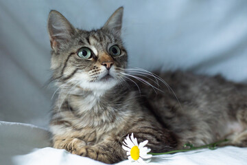 Fluffy striped cat with chamomile on a blue background.