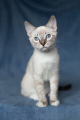 Thai kitten on a blue background