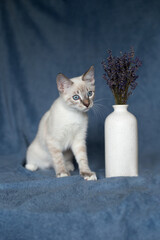 Thai kitten on a blue background next to a vase of flowers lavender	