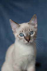 Thai kitten on a blue background