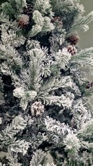Snow-covered pine branches with pinecones, creating a frosty, winter look