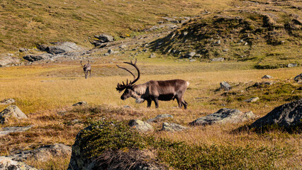 Naklejka premium Pair of reindeer with big antlers wandering in arctic tundra in the wilderness of Lapland in Sweden on Kungsleden trail shows stereotype of Scandinavia landscape.