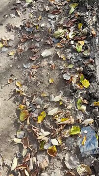 Golden leaves underfoot in the forest, late autumn in Carpathians mountains, Slavske, Ukraine

