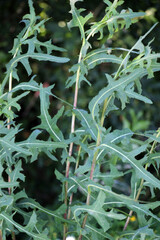 It grows in nature Lactuca serriola