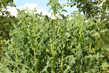 It grows in nature Lactuca serriola